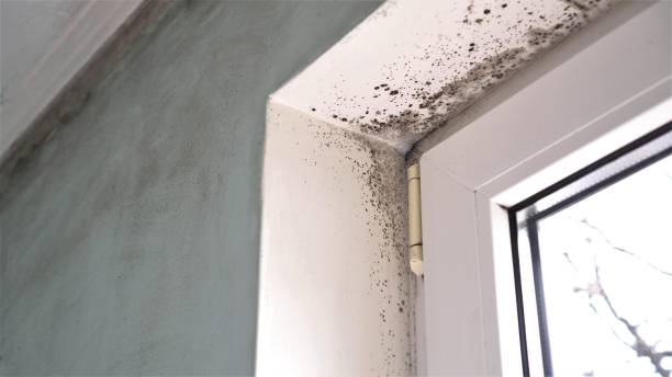 Best Emergency Mold Remediation in Westwood, KS