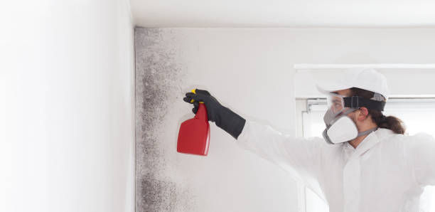Best Black Mold Remediation in Westwood, KS